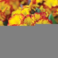 Polyanthus \'Firecracker\' - 48 polyanthus plug plants