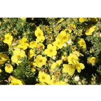 potentilla fruticosa kobold large plant 1 x 36 litre potted potentilla ...