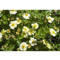 potentilla fruticosa lemon meringue first editions large plant 2 x 36  ...