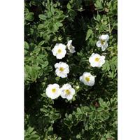 Potentilla fruticosa \'Crème Brule\' First Edition (Large Plant) - 1 x 3.6 litre potted potentilla plant