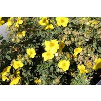 Potentilla fruticosa \'Sommerflor\' (Large Plant) - 2 x 10 litre potted potentilla plants