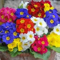 Polyanthus \'Most Scented Mixed\' (Garden Ready) - 30 polyanthus garden ready plants