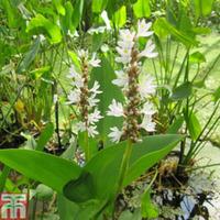 Pontederia cordata \'Alba\' (Marginal Aquatic) - 1 x 3 litre potted pontederia plant