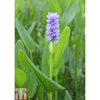 Pontederia cordata (Marginal Aquatic) - 3 x 1 litre potted pontederia plants