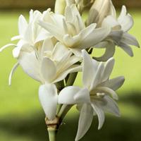 Polianthes tuberosa \'The Pearl\' - 5 polianthes bulbs