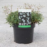 Potentilla tridentata \'Nuuk\' (Large Plant) - 2 x 3.6 litre potted potentilla plants