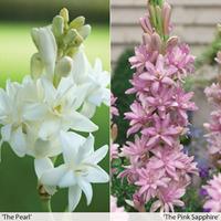 Polianthes tuberosa Duo Collection - 16 polanthes bulbs (mixed)