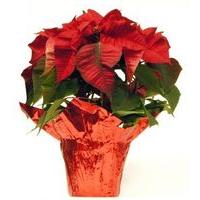 Poinsettia