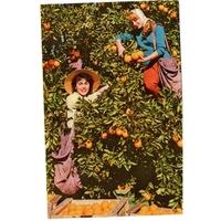 Postcard showing two ladies picking oranges in Israel