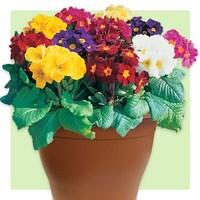 Polyanthus High Seas 2 Pre-Planted Containers