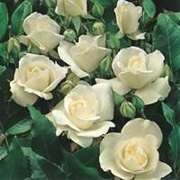 Polyantha Rose Irene of Denmark 3 Plants 3 Litre