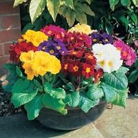 Polyanthus High Seas 280 Plants (3rd Delivery Period)