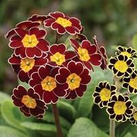 Polyanthus Gold Lace (Large Flowers) 70 Medium Plugs