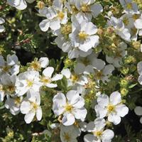 Potentilla fruticosa \'Abbotswood\' (Large Plant) - 1 plant in 3.5 litre pot