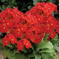 Polyanthus Red Ribbon 70 Medium Plugs