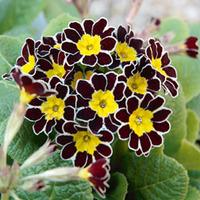 Polyanthus \'Victoriana Gold Lace\' - 48 polyanthus plug tray plants