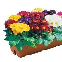 Polyanthus High Seas 1 Pre-Planted Trough