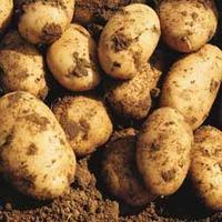 Potato \'Maris Peer\' - 4 kg of potato tubers
