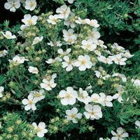 Potentilla fruticosa \'Abbotswood\' - 2 potentilla plants in 10.5cm pots