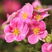 Potentilla fruticosa \'Pink Paradise\' (Large Plant) - 2 plants in 3.5 litre pots