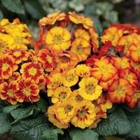Polyanthus Fireglow 70 Medium Plugs