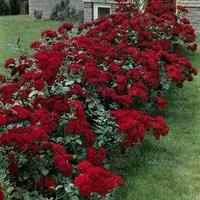 Polyantha Rose Nina Weibull 1 Plant 3 Litre