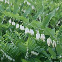 Polygonatum biflorum (Large Plant) - 1 polygonatum plant in 1 litre pot