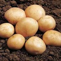 Potato \'Rocket\' - 1 kg of potato tubers