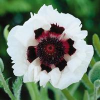 Poppy \'Royal Wedding\' - 1 poppy plant in 8cm pot