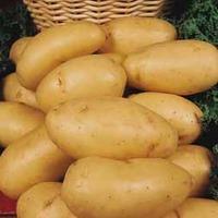 Potato \'Charlotte\' Growing Kit - 1 kg of potato tubers + 5 growing bags