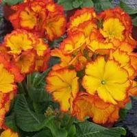 Polyanthus \'Firecracker\' - 72 polyanthus plug tray plants