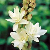Polianthes tuberosa - 5 polianthes bulbs