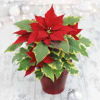 poinsettia variegated 2 x poinsettia plants in 12cm pots