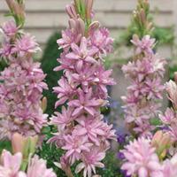 Polianthes tuberosa \'Pink Sapphire\' - 3 polianthes bulbs