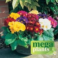 Polyanthus High Seas 12 Mega Plants