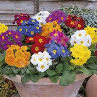 Polyanthus \'Crescendo Mix\' pack 12 jumbo plugs