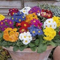 polyanthus crescendo mix pack 12 jumbo plugs