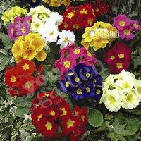 Polyanthus \'Crescendo Mixed\' 40 maxiplugs