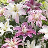 pollen free oriental lily double collection 9 bulbs