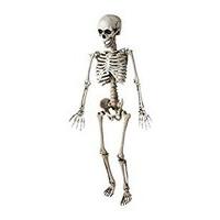 Posable Skeleton - 120cm Accessory For Halloween Living Dead Fancy Dress
