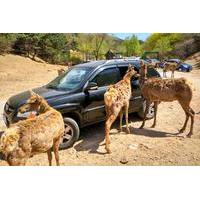 Private Day Tour to Beijing Badaling Wildlife Park and Great Wall
