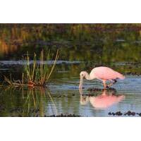 Prek Toal Bird Sanctuary Day Trip from Siem Reap