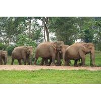 Private Tour: Kuala Gandah Elephant Sanctuary and Batu Caves Tour from Kuala Lumpur with Lunch