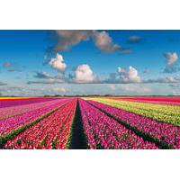 Private Holland Flower Tour including Keukenhof Gardens and Flower Auction from Amsterdam