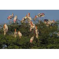 Private Day Trip to Keoladeo National Park from New Delhi
