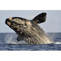 Private Cape Riviera and Whale Watching Tour from Cape Town