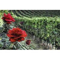 Private Tour to Siena and Montalcino from Florence