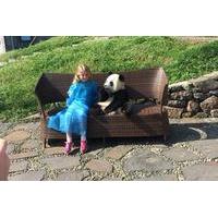 private day trip including panda holding and feeding at dujiangyan pan ...