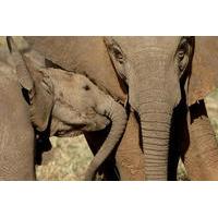 Private Addo Elephant National Park Day Tour from Port Elizabeth