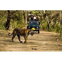 private 5 day ranthambhore tiger tour from delhi including the taj mah ...
